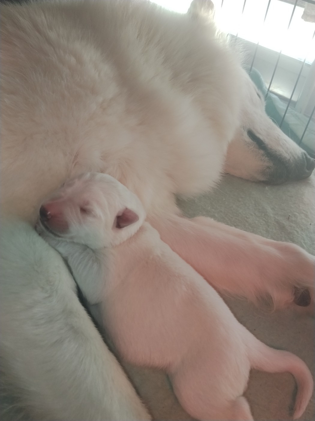 CHIOT 2