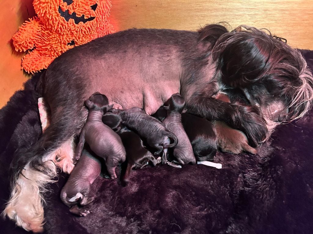 Chien chinois à crête - Of Chinese Garden June's