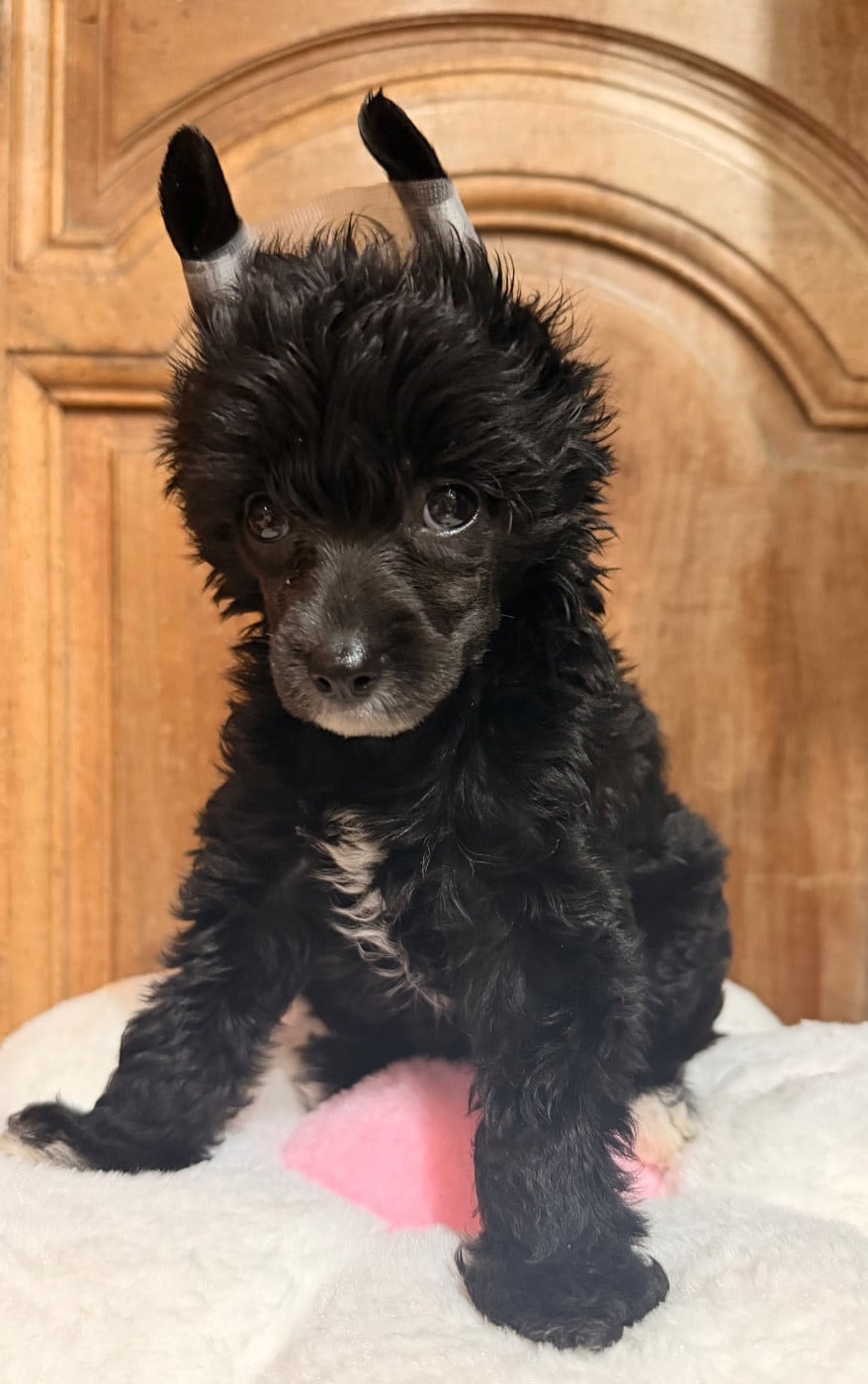 BENICIO