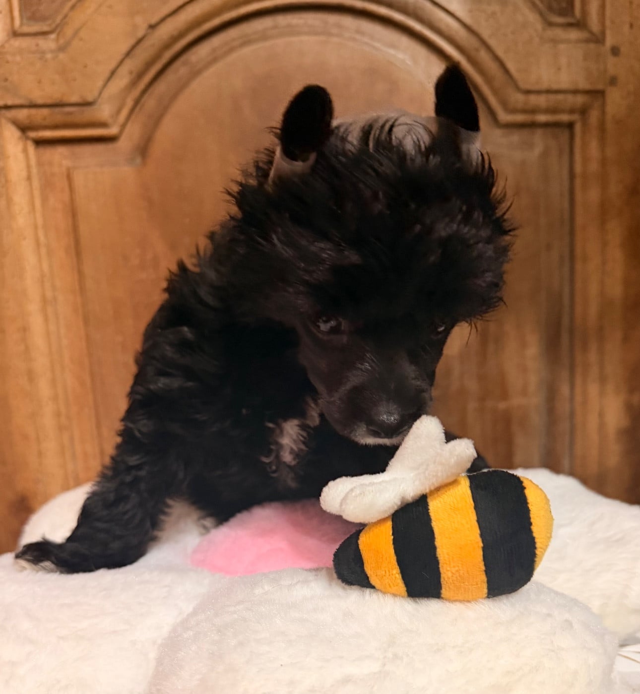 BENICIO