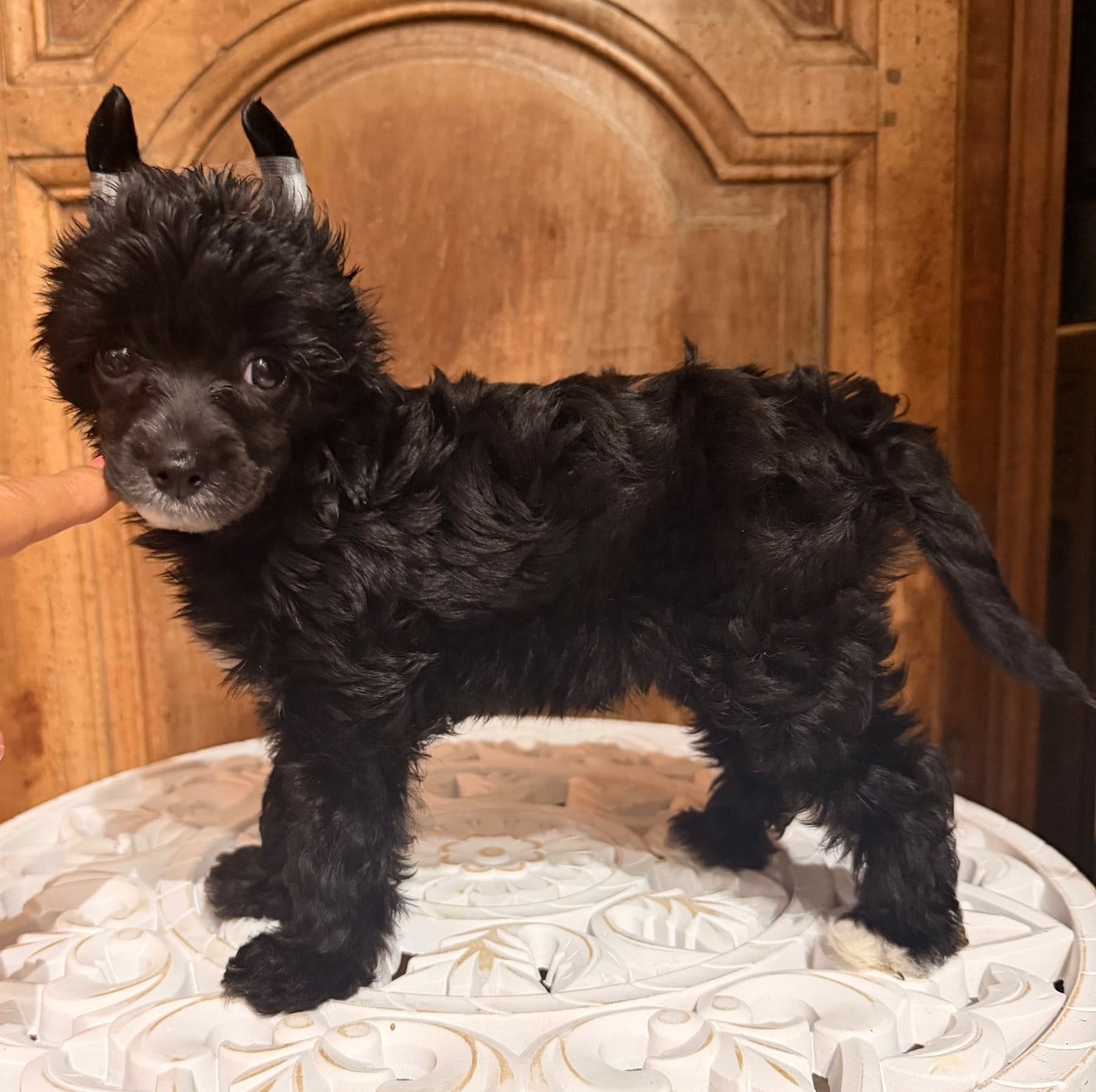 BENICIO