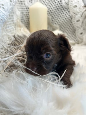Les chiots de Chien chinois à crête