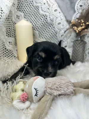 Les chiots de Chien chinois à crête