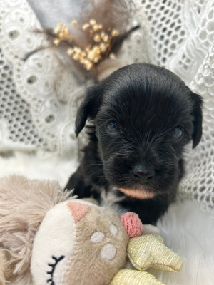 Les chiots de Chien chinois à crête