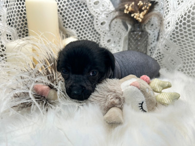 Les chiots de Chien chinois à crête