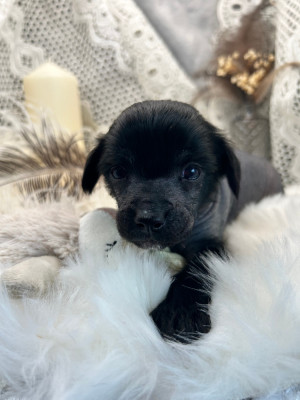 Les chiots de Chien chinois à crête