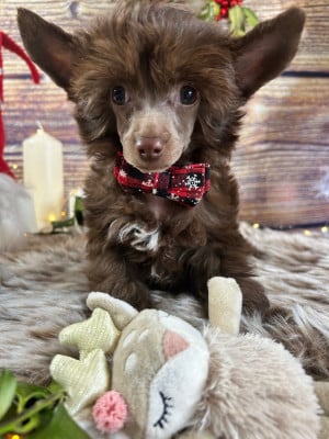 Les chiots de Chien chinois à crête