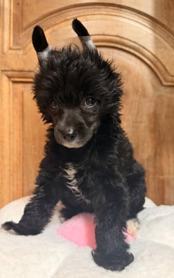 Les chiots de Chien chinois à crête