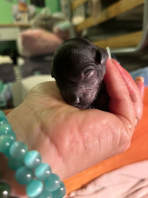 Les chiots de Chien chinois à crête