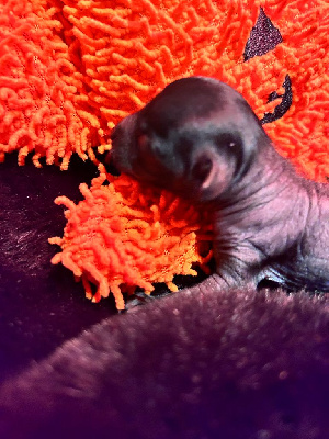 Les chiots de Chien chinois à crête