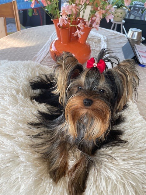 A'vivaldi de L'Adoree Peneloppe