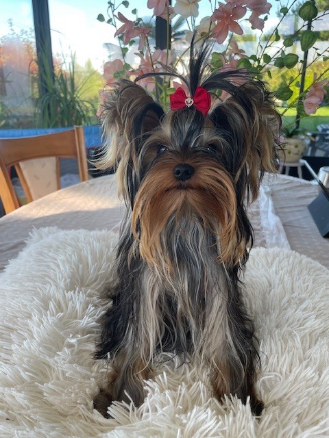 A'vivaldi de L'Adoree Peneloppe