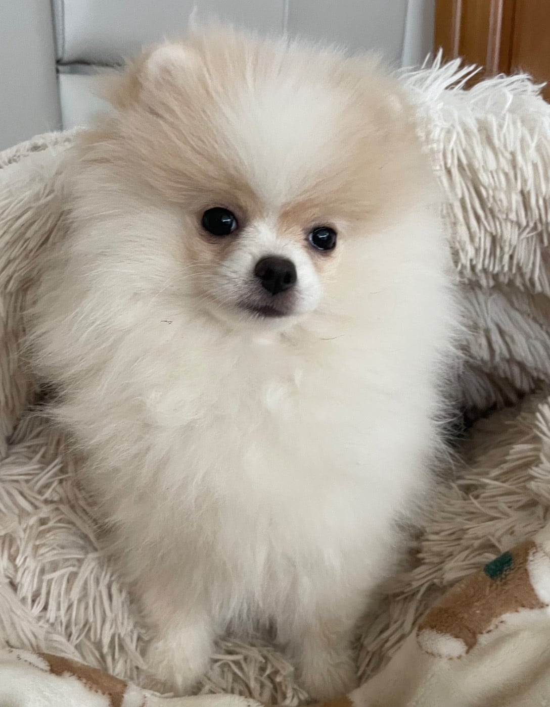 Spitz allemand - Des Minis Bouts