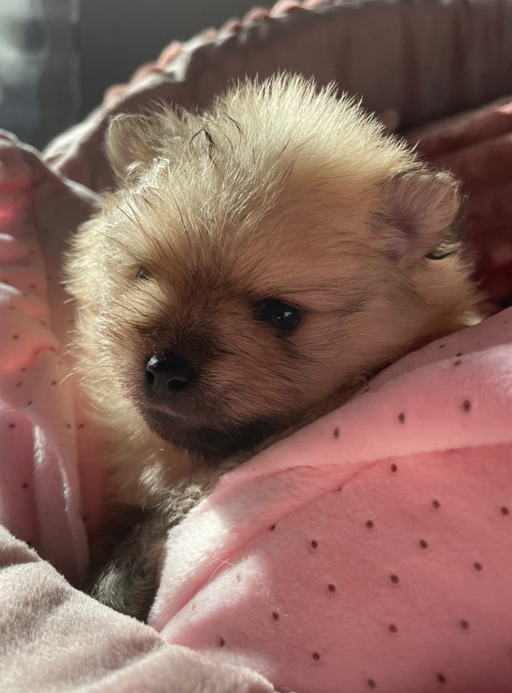 Spitz allemand - Des Minis Bouts