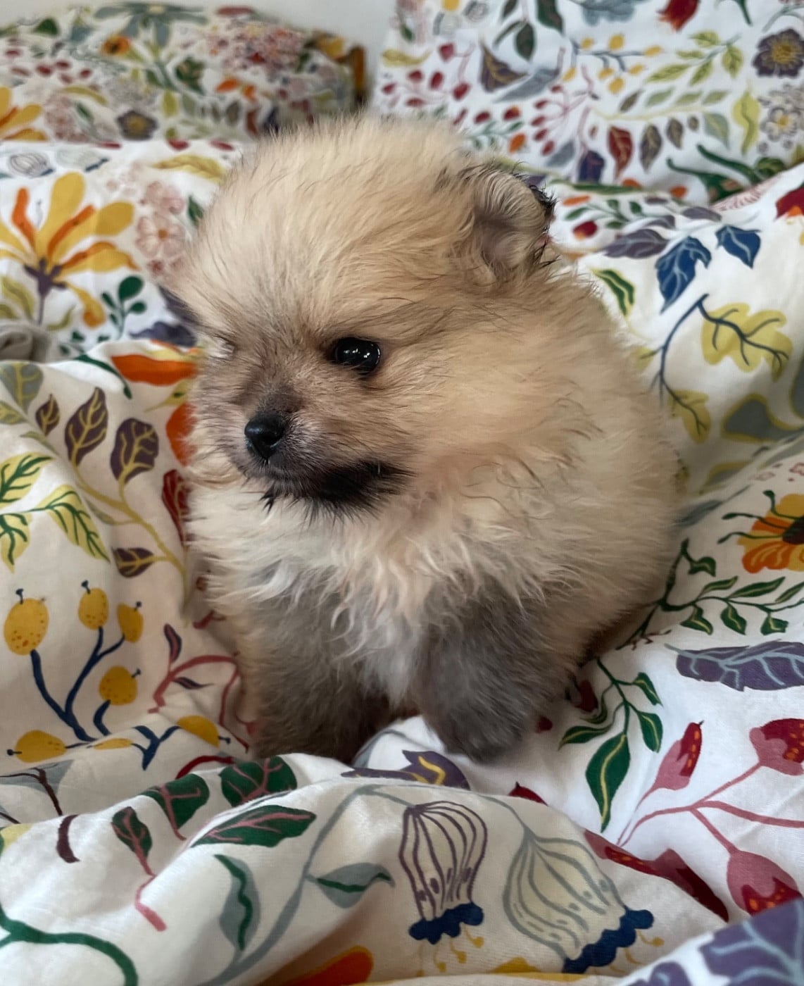 Spitz allemand - Des Minis Bouts