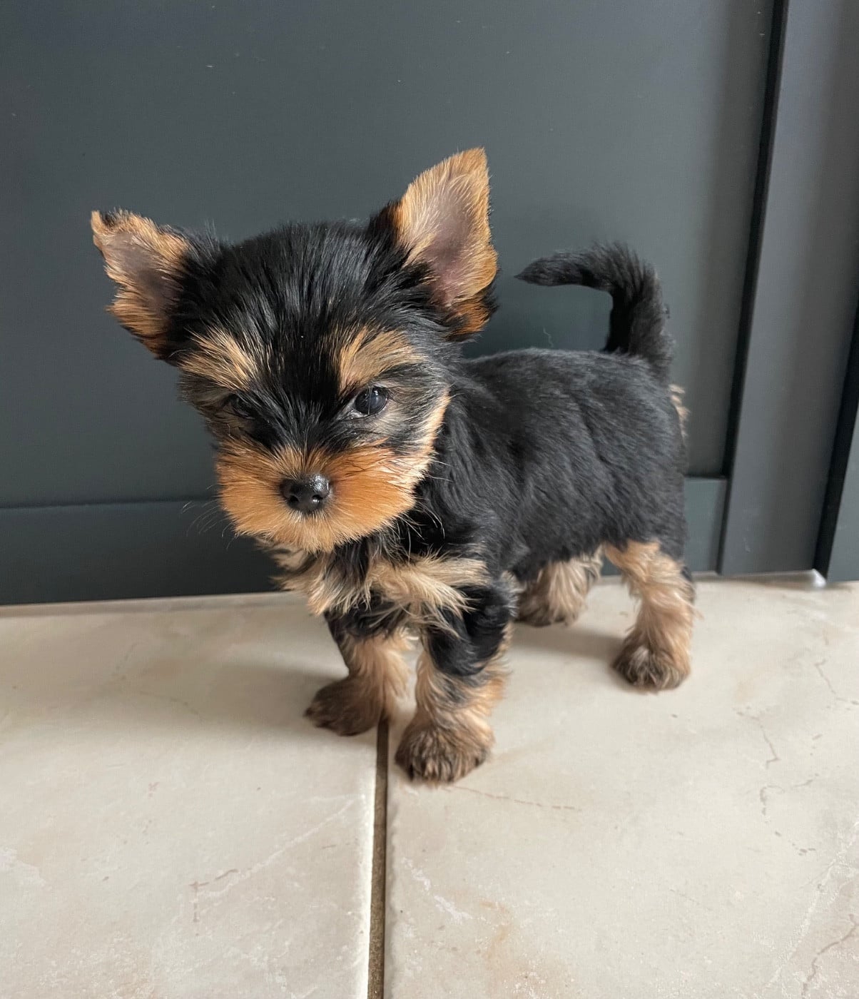 CHIOT 5