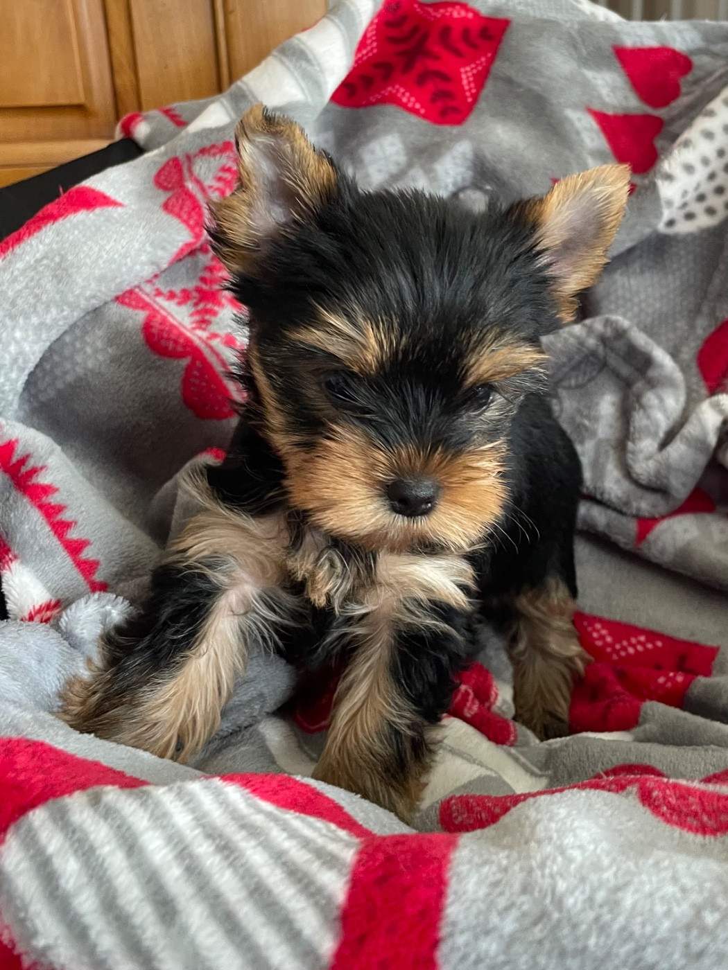 CHIOT 5