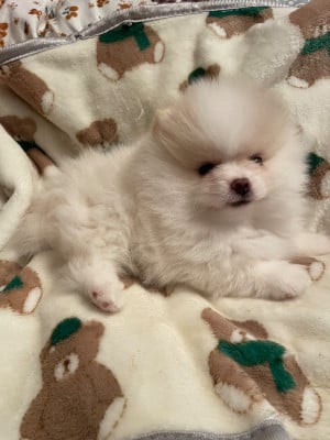 Les chiots de Spitz allemand