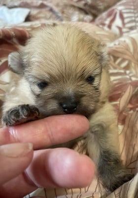 Les chiots de Spitz allemand