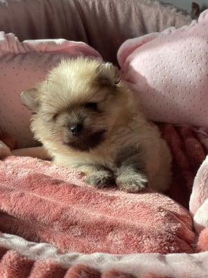 Les chiots de Spitz allemand