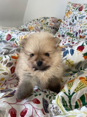 Les chiots de Spitz allemand