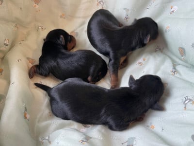 Les chiots de Yorkshire Terrier