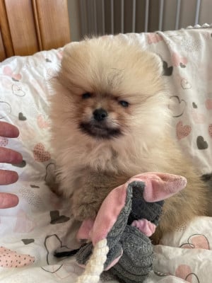 Les chiots de Spitz allemand