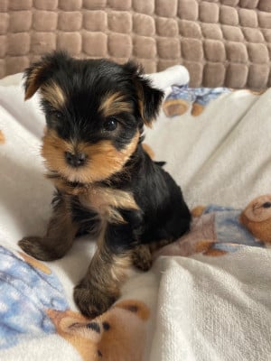 Les chiots de Yorkshire Terrier