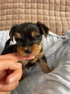 Les chiots de Yorkshire Terrier