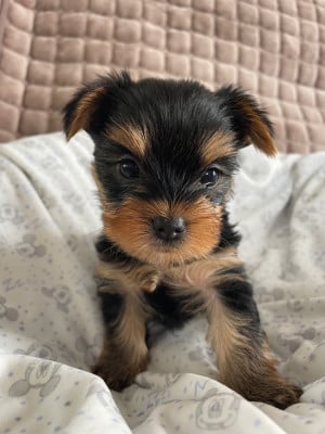 Les chiots de Yorkshire Terrier
