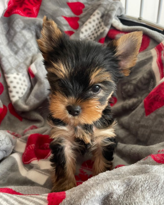 Les chiots de Yorkshire Terrier
