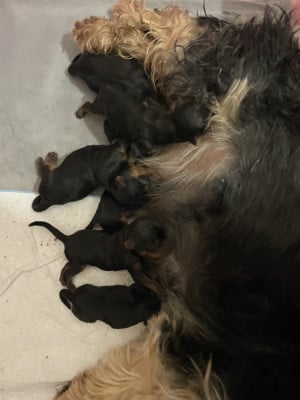 Yorkshire Terrier