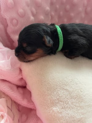 Les chiots de Yorkshire Terrier
