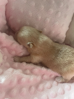 Les chiots de Spitz allemand