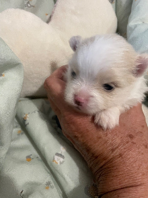 Les chiots de Spitz allemand