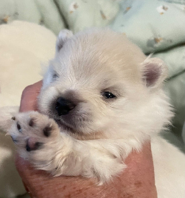 Les chiots de Spitz allemand