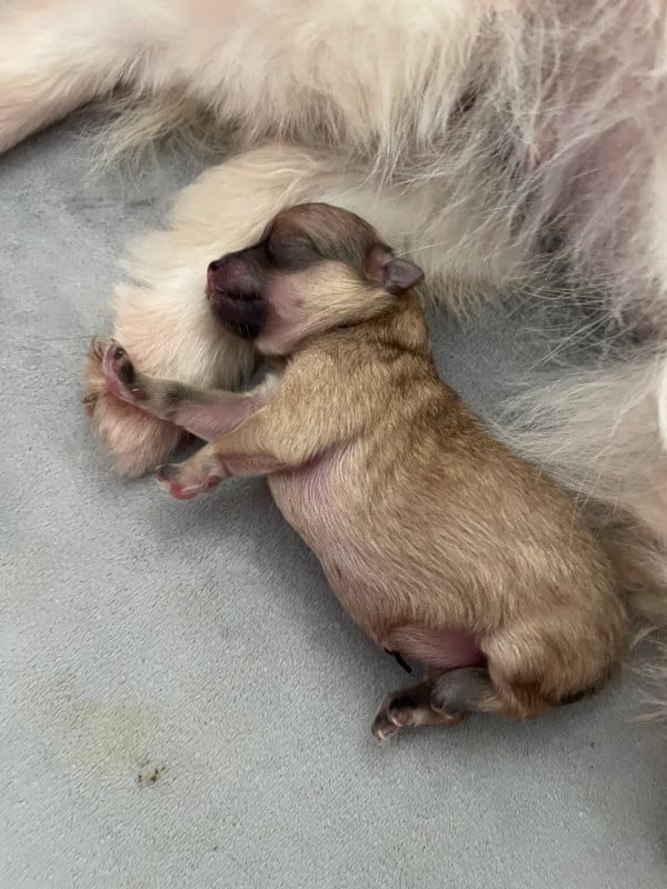 Spitz allemand - Des Minis Bouts