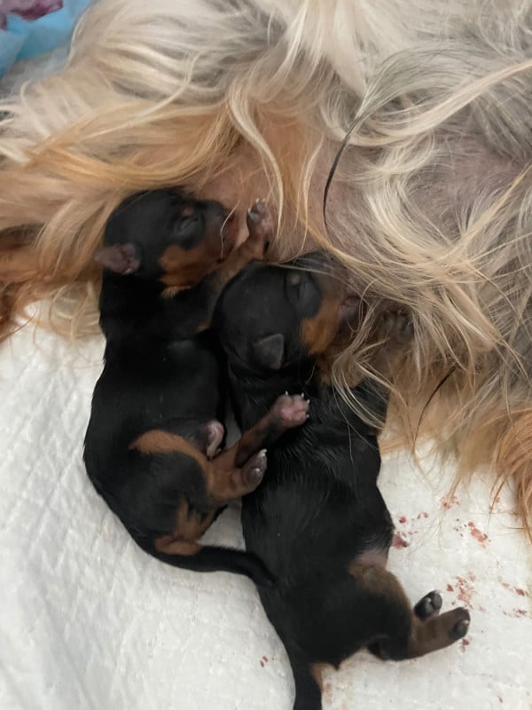 Yorkshire Terrier - Des Minis Bouts