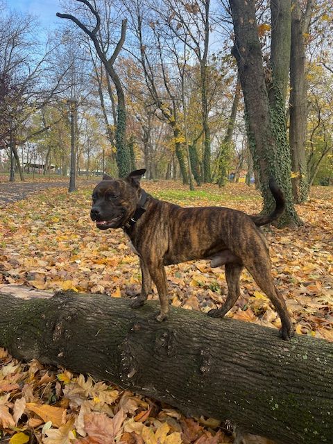 Marvel World Dog Usa boy