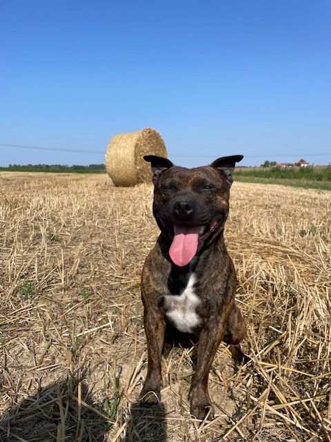 Marvel World Dog Usa boy