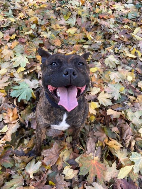 Marvel World Dog Usa boy