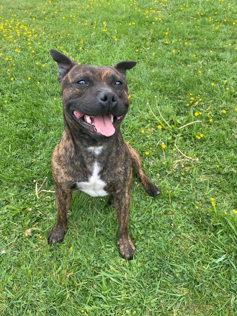 Marvel World Dog Usa boy