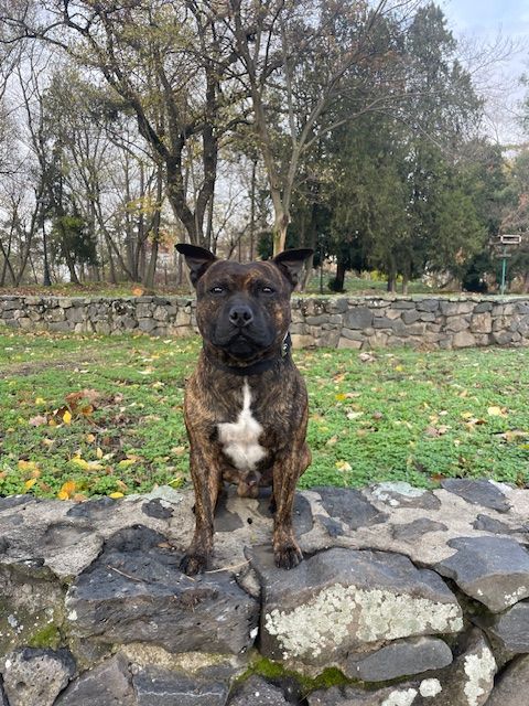 Marvel World Dog Usa boy