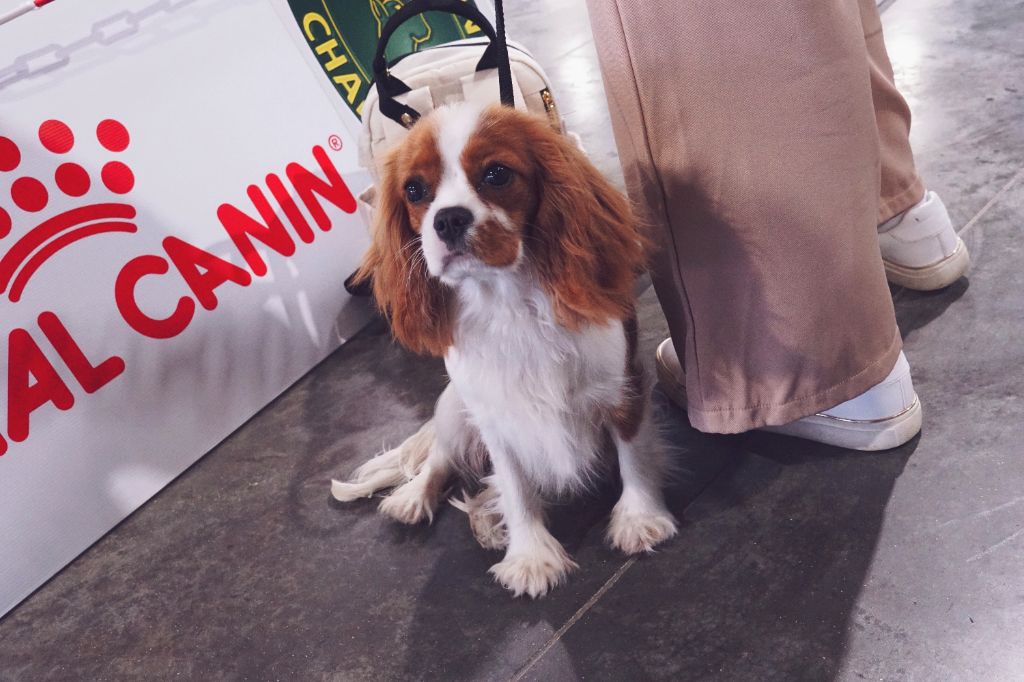 Van de kamp du Domaine des Airaudes - 1er Très prometteur