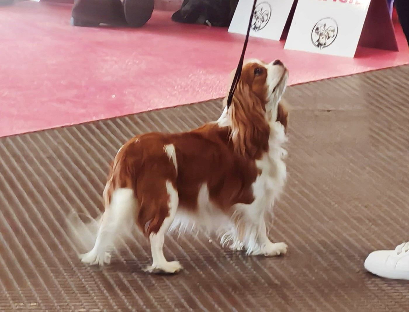 Van de kamp du Domaine des Airaudes - 1er EXCELLENT - CACS