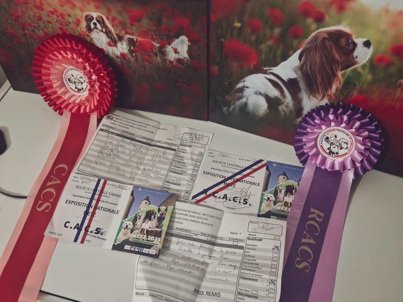 Van de kamp du Domaine des Airaudes - 2ème EXCELLENT - RCACS