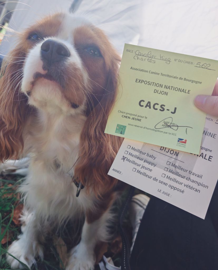 Van de kamp du Domaine des Airaudes - 1er EXCELLENT - CACS-J - MEILLEUR JEUNE