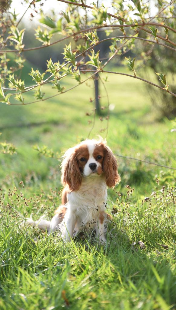 Van de kamp du Domaine des Airaudes - 1er EXCELLENT