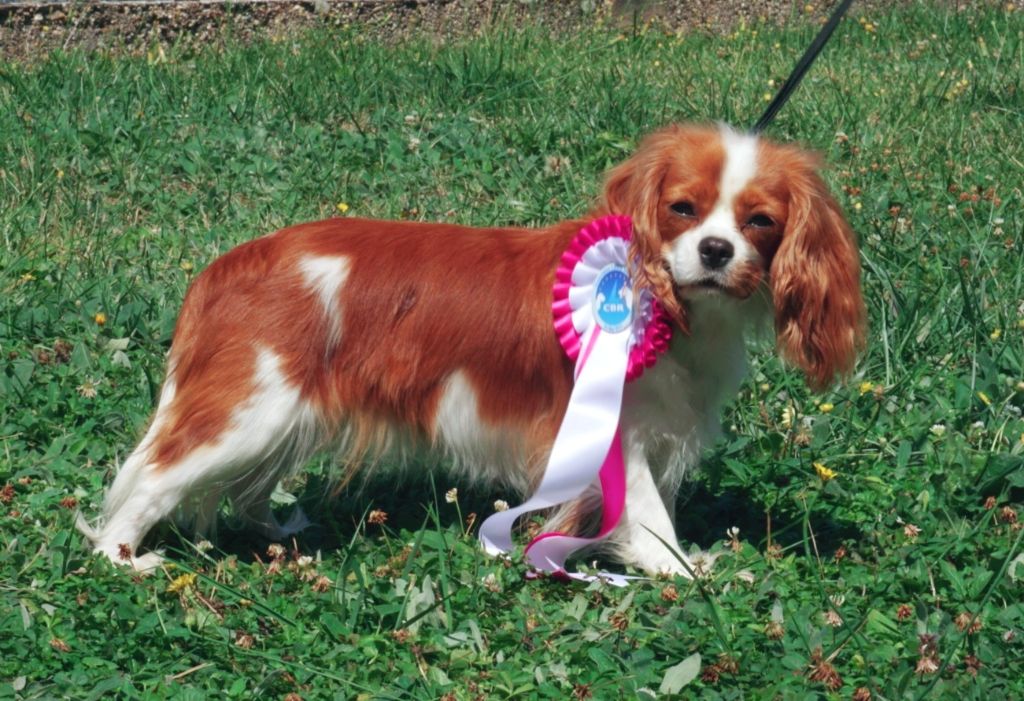 Van de kamp du Domaine des Airaudes - 1er EXCELLENT CACS-J - MEILLEUR JEUNE - MEILLEUR DE RACE