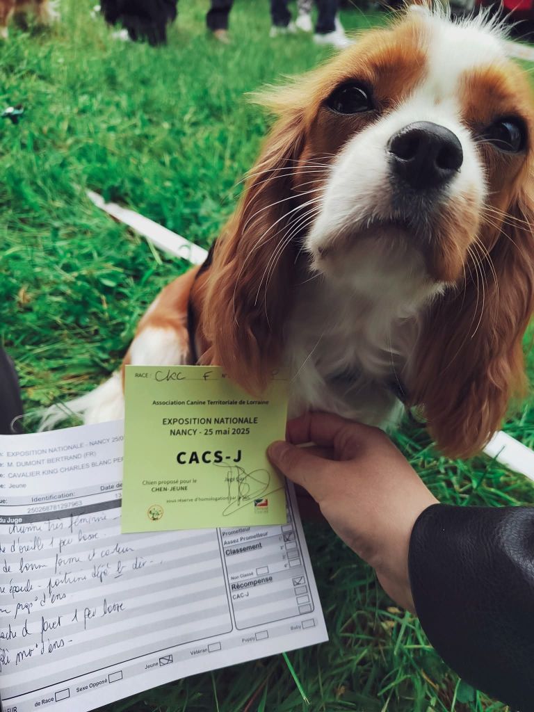 Van de kamp du Domaine des Airaudes - 1er EXCELLENT CACS-J